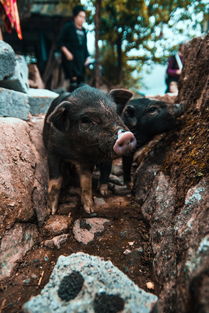 护农队猎获惊喜，一头320斤超重野猪落网记